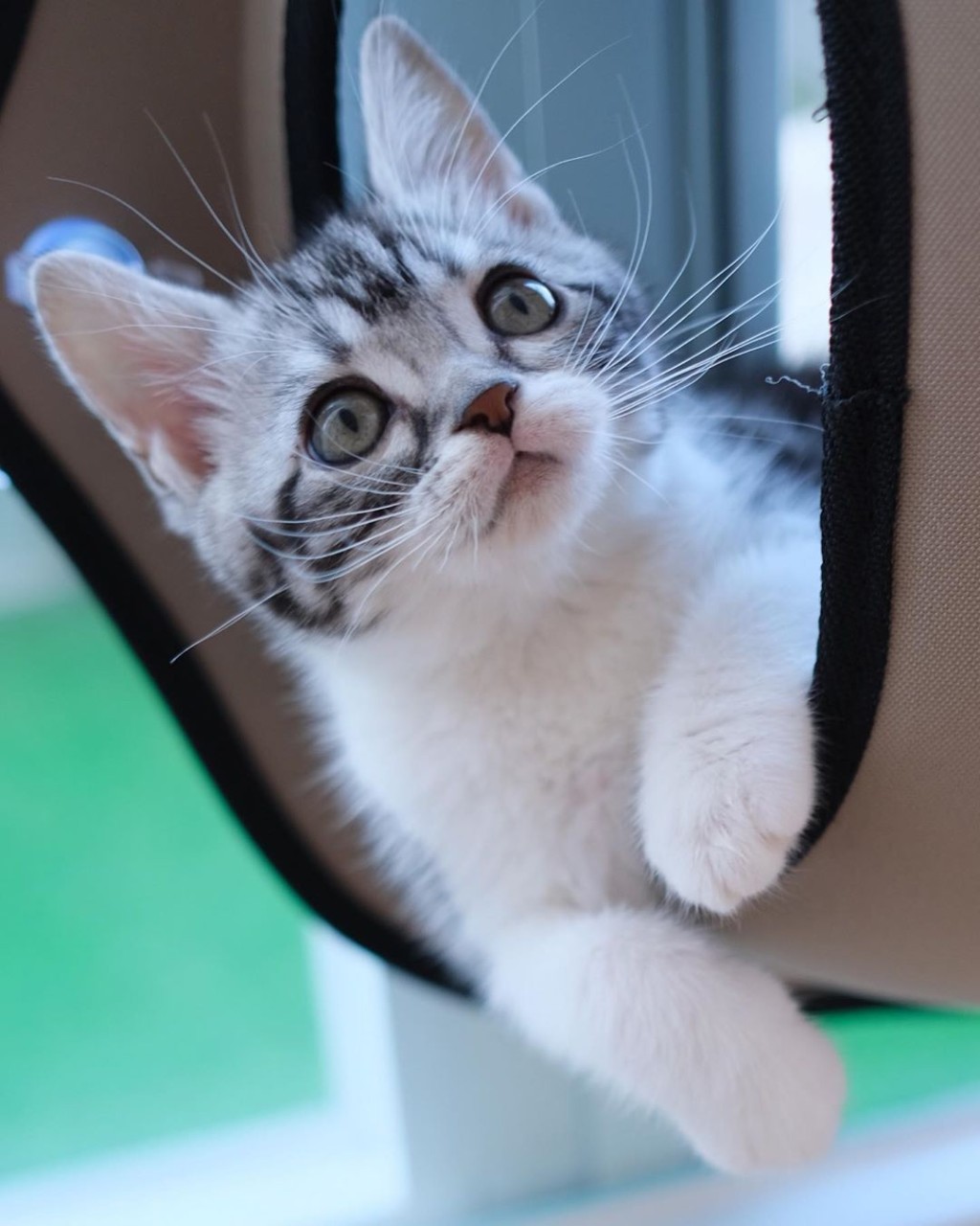 肥貓「嚦咕」好可愛。