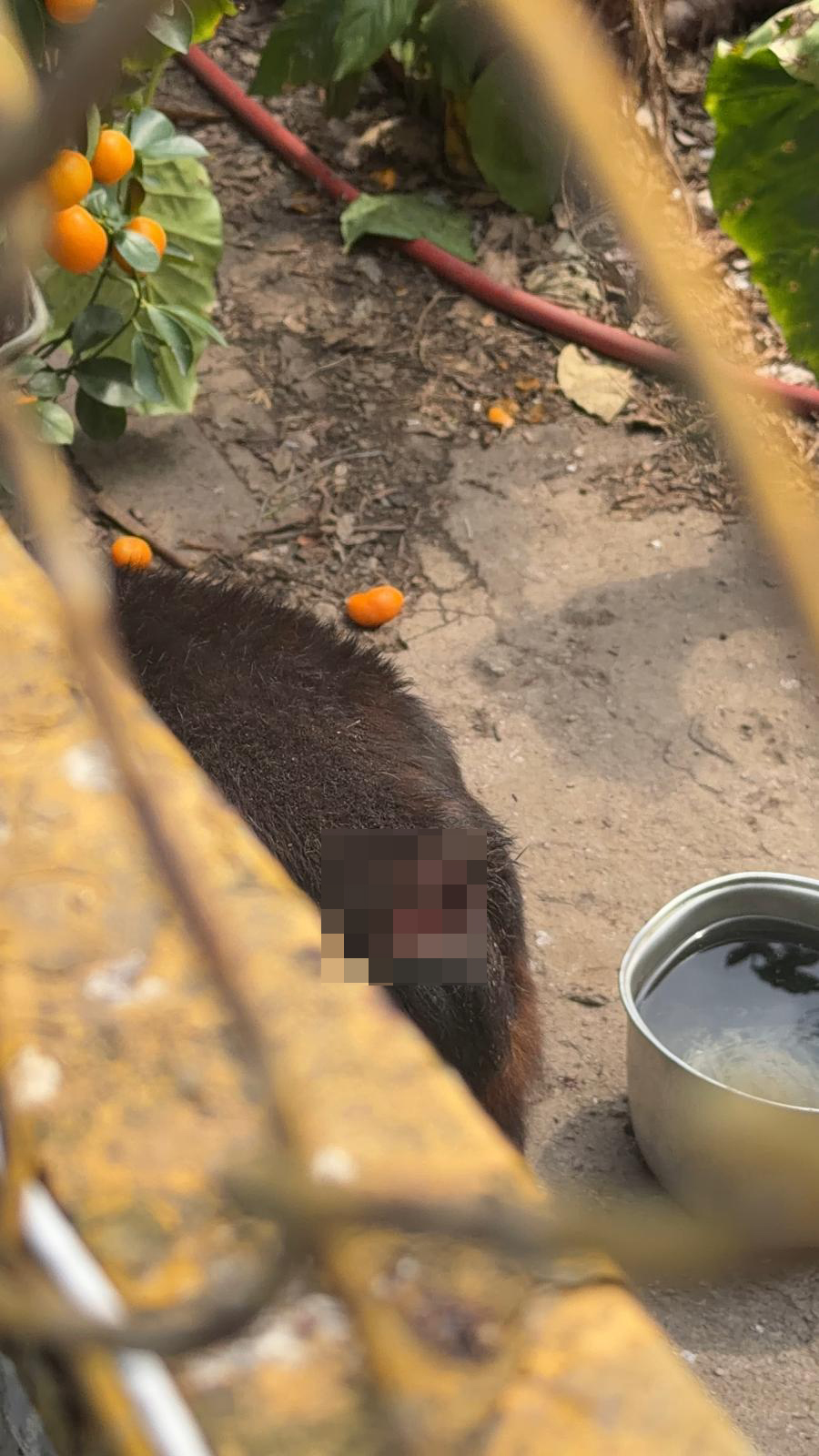 一只黑色唐狗的尾巴断开，伤口明显。北区区议员刘镇海提供