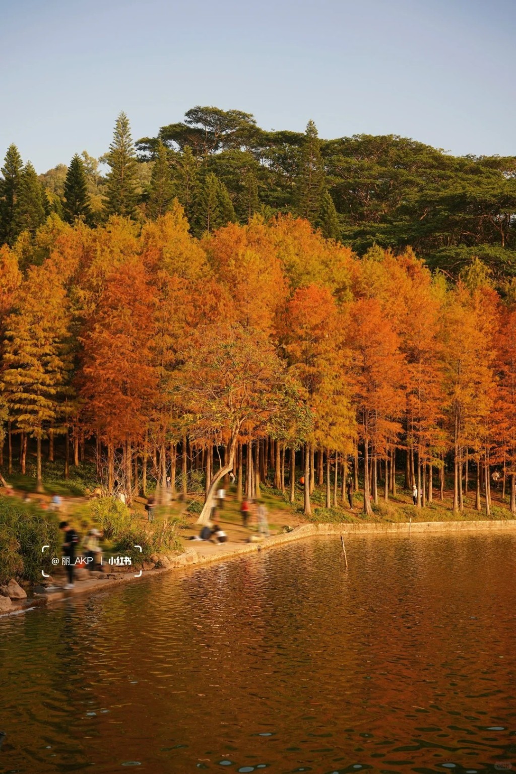 蓮花山公園位於福田區的一座小山丘，只有海拔106米（圖片來源：小紅書@麗AKP）