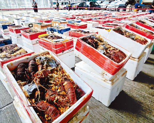 ■中港偵破三宗走私龍蝦案，檢獲五千三百公斤澳洲龍蝦。