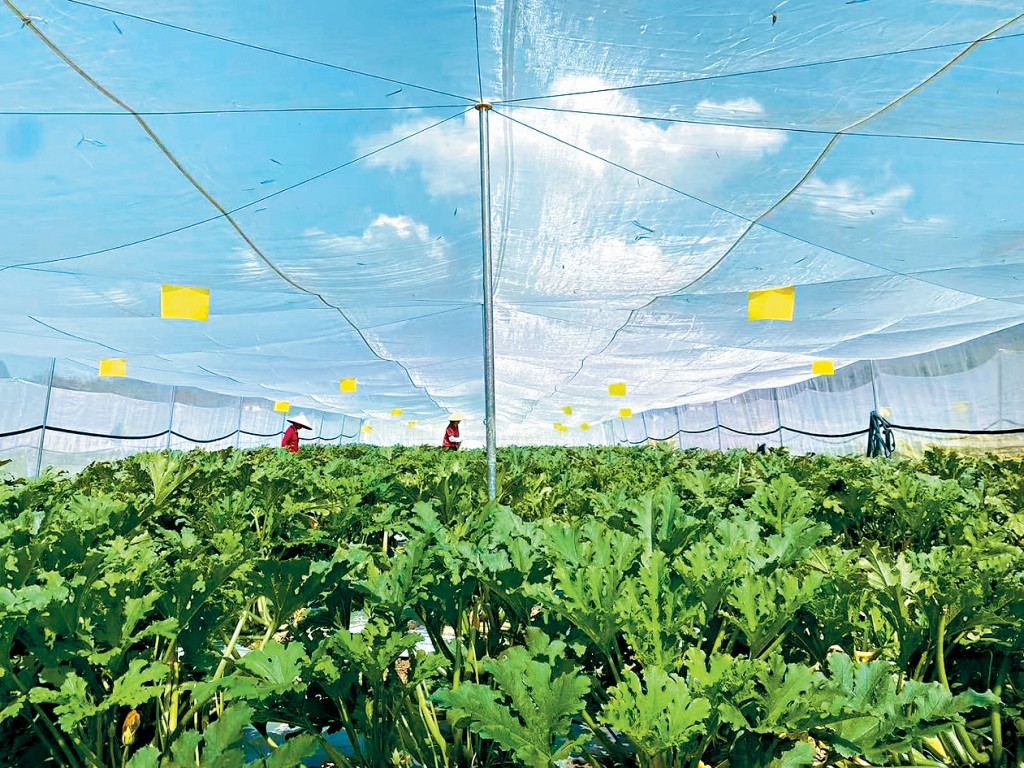 有本地有機農戶在內地開發農地，供應「無公害蔬菜」予學校飯商。