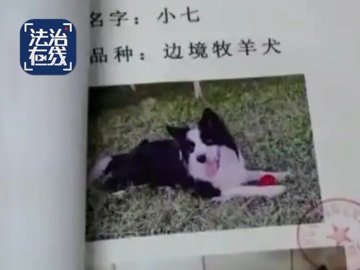 北京男子因毒餌殺狗被判囚4年。法治在線 北京男子因毒餌殺狗被判囚4年。法治在線