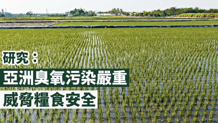 有研究顯示亞洲臭氧污染嚴重,威脅糧食安全。資料圖片