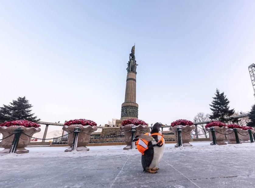 哈尔滨企鹅背书包逛街。微博网