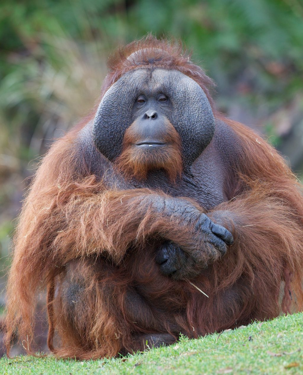 宝宝的父亲“西布”（Sibu）拥有珍贵基因。 Dublin Zoo