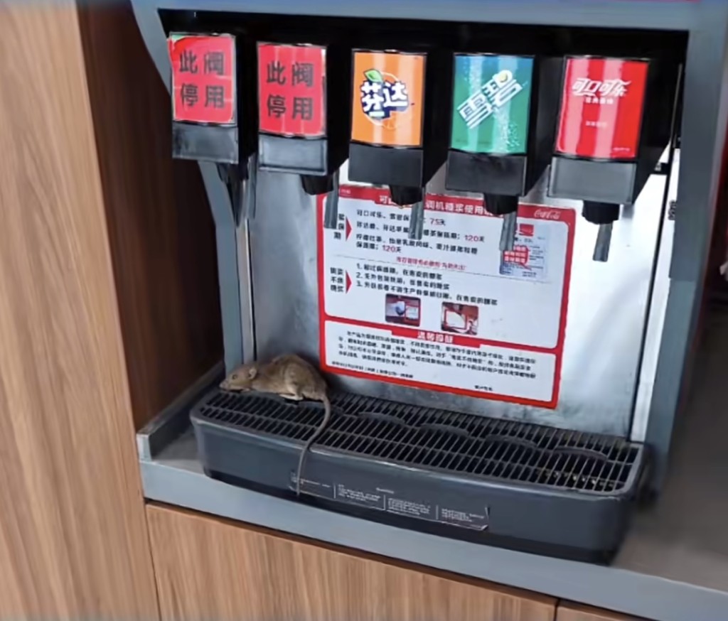 網傳魏家涼皮一門店可樂機上趴著老鼠。新京報 