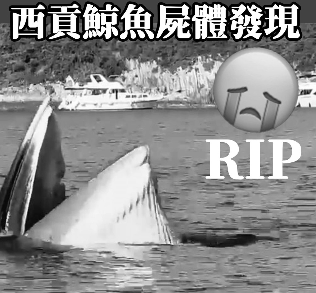 網民紛紛掉念小鯨魚。