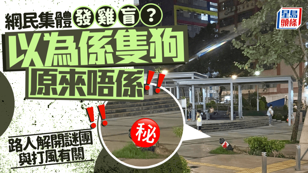 網民集體發雞盲？ 以為係隻狗原來唔係 路人解開謎團與打風有關