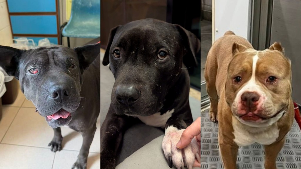 近日多隻狗隻懷疑是格鬥犬被漁護署人員帶走檢查。資料圖片