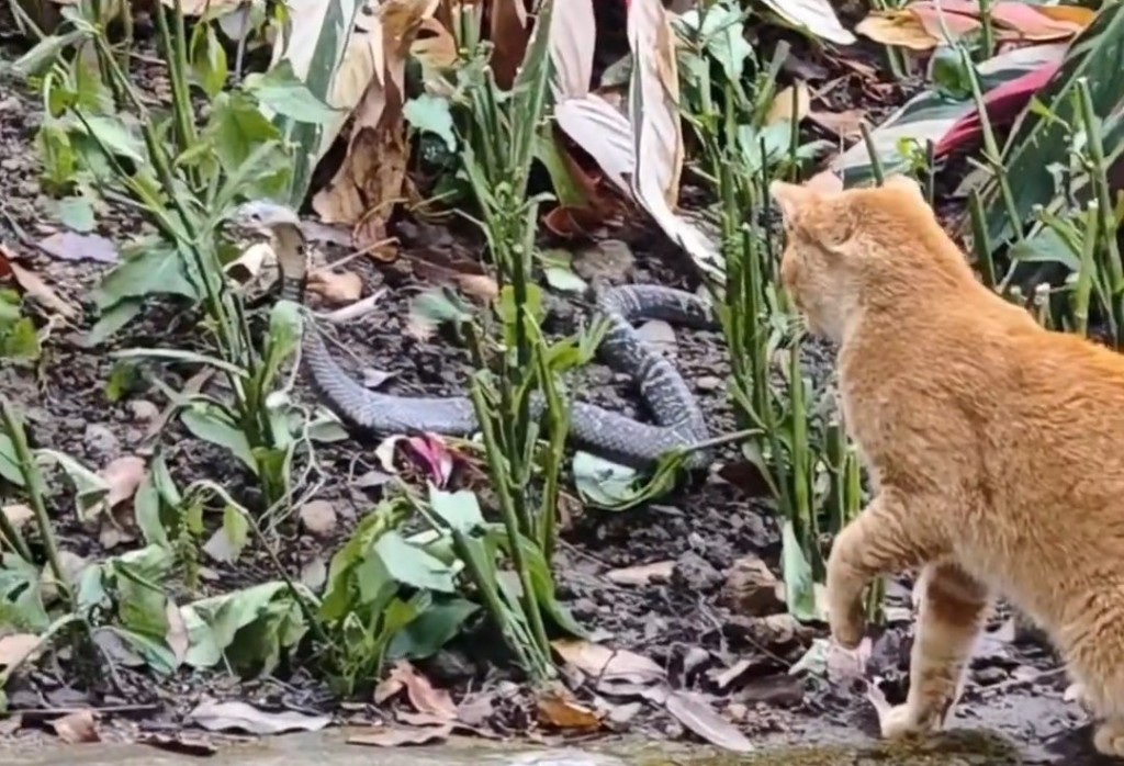 橘猫和眼镜蛇对峙（广东广播电视台）