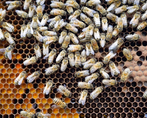 荷蘭科學家成功訓練蜜蜂以嗅覺辨別新冠病毒。AP示意圖
