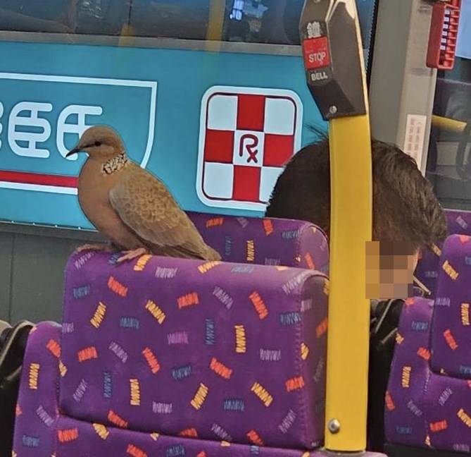 有乘客在巴士上層拍攝到斑鳩搭車奇景，一隻斑鳩竟然坐倒頭車，乖乖坐於椅背上。。fb「是日快快-巴士即日相」截圖