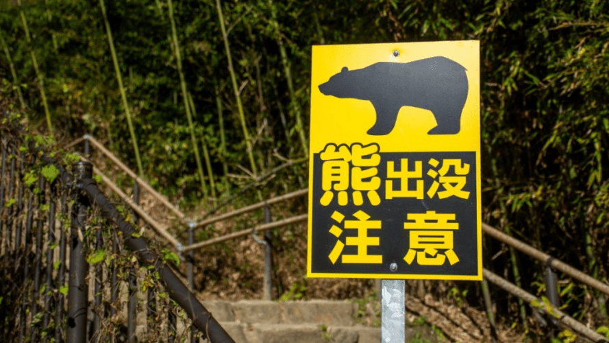 日本近期頻傳熊出沒。路透社 
