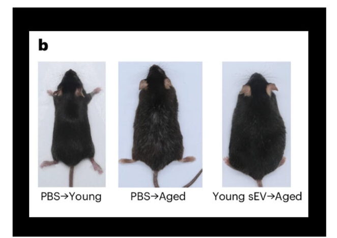 南京大学研究人员成功大幅延长了试验老鼠的生命。