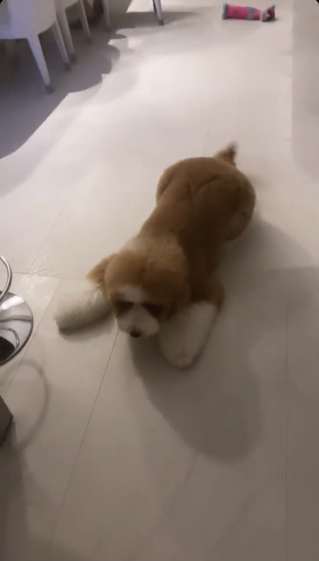 愛犬不停狂吠，不知是否不習慣小豬新look。