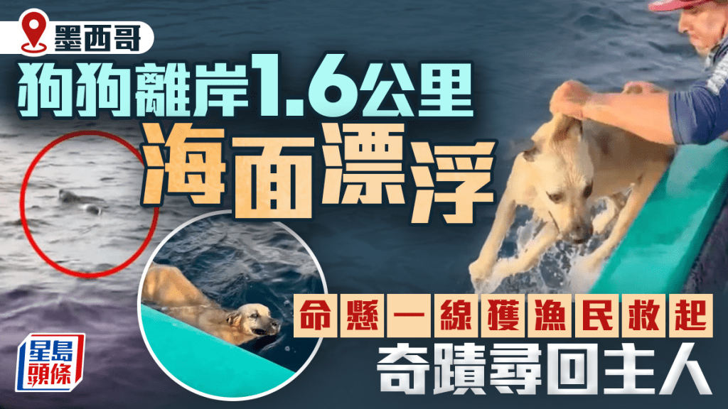 狗狗離岸1.6公里海面漂浮險浸死 漁民救起奇蹟找回主人