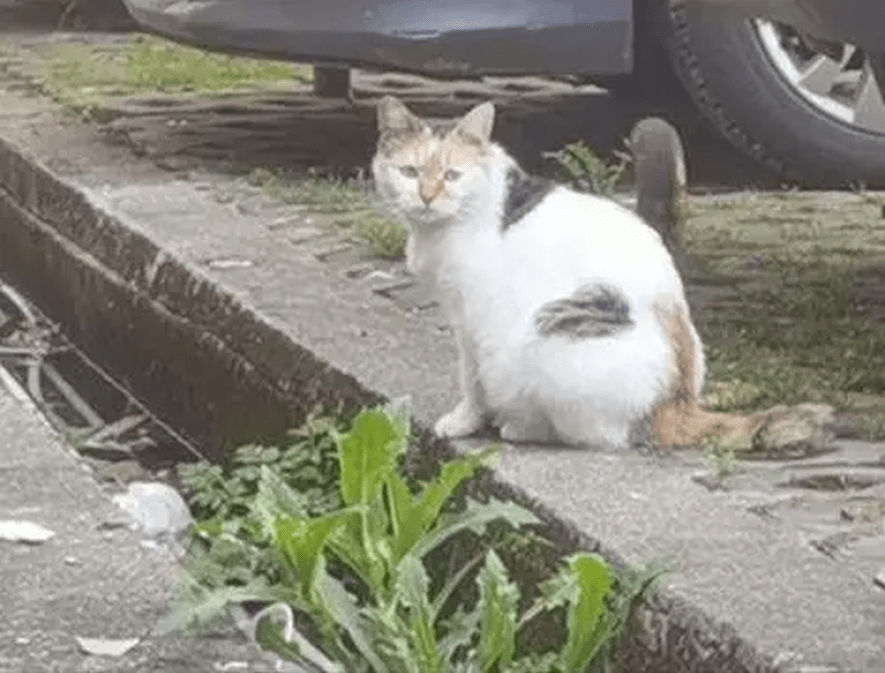 網傳疑似涉事的流浪貓照片。