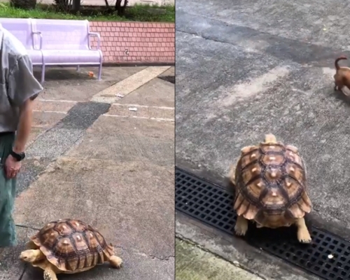 伯伯帶著烏龜在大埔的公園散步。「Tai Po 大埔」圖片