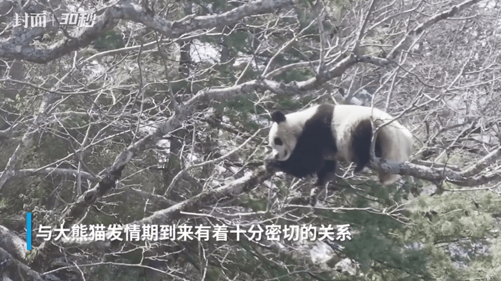 雌性大熊貓抱著的樹幹不停在搖晃。