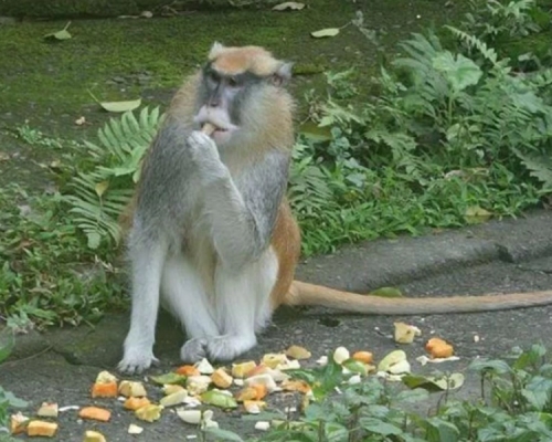 台北市立木柵動物園紅猴「男道」周一逃出後，仍未尋回。木柵動物園圖片