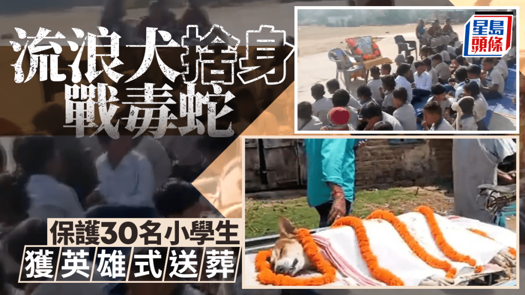 忠犬舍身战毒蛇救30童 村民泪别巡游礼葬