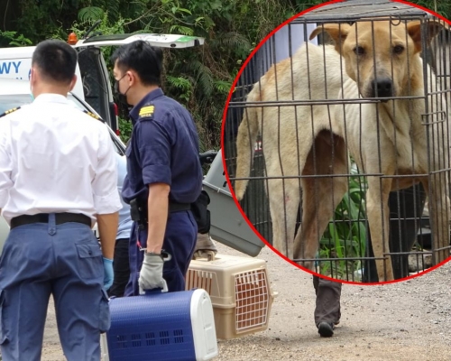 愛協及漁護處等人員到場帶走貓狗治理。