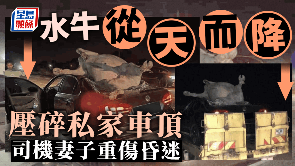 水牛「從天而降」壓碎車頂  路面昏暗釀禍  司機妻子重傷昏迷