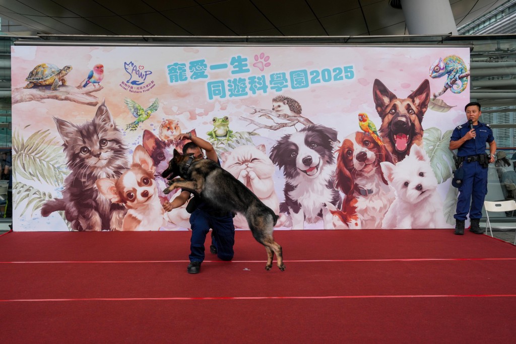 警犬隊表演,展現工作犬專業一面。 警犬隊表演,展現工作犬專業一面。