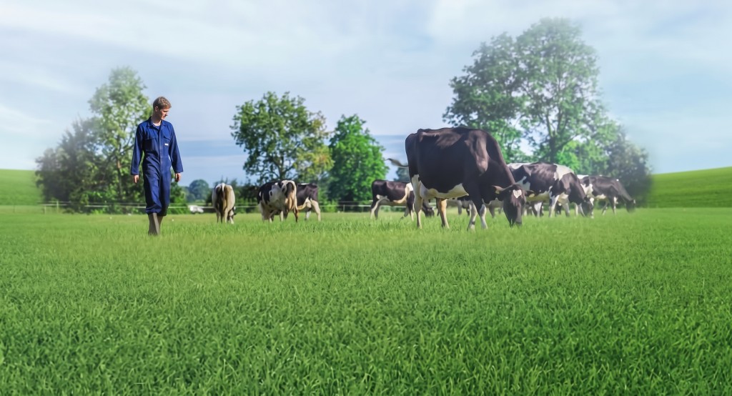 荷蘭美素佳兒(Friso)的奶源來自荷蘭自家農場 荷蘭美素佳兒(Friso)的奶源來自荷蘭自家農場