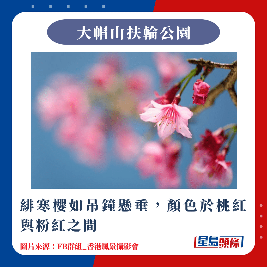 香港10大赏樱热点｜绯寒樱如吊钟悬垂，颜色于桃红与粉红之间