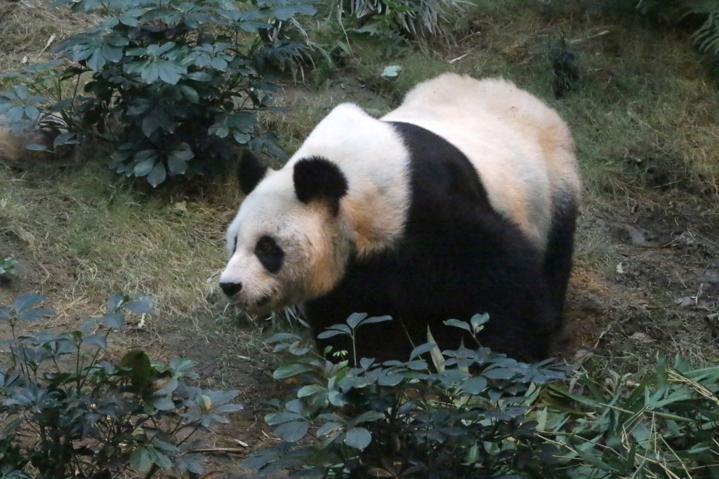 安安与佳佳最终只能分开圈养。资料图片