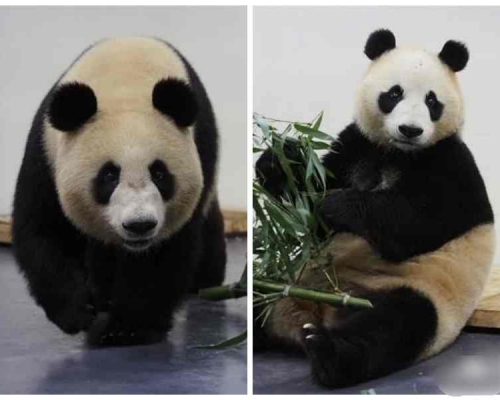 胖妞(左)及春俏(右)都長胖了不少。網圖
