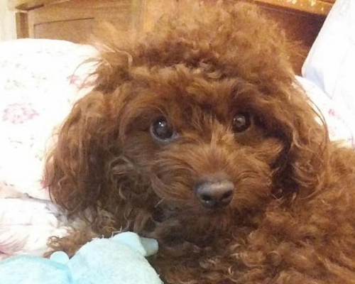 2岁半大雌性贵妇狗「蛋蛋」。网上图片