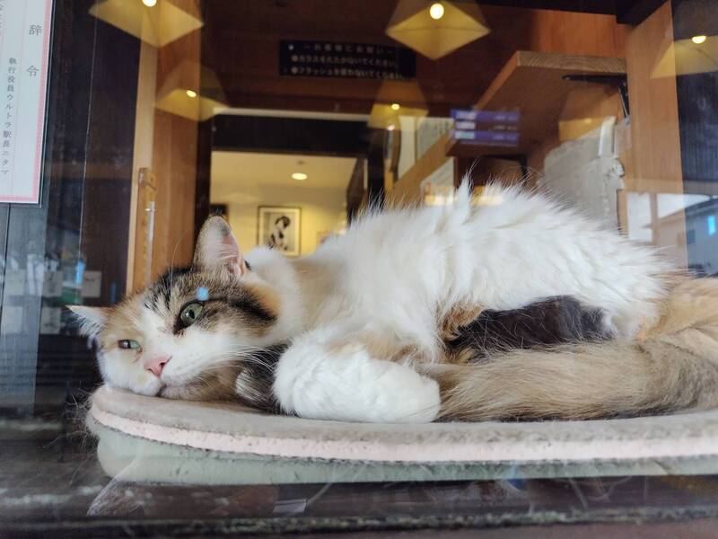 和歌山貴志車站第二代貓站長生前鎮守車站，俘獲人心。X@74hima256X