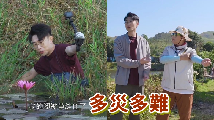 肥媽叫6號落睡蓮池摘睡蓮梗,搞到對方好崩潰。