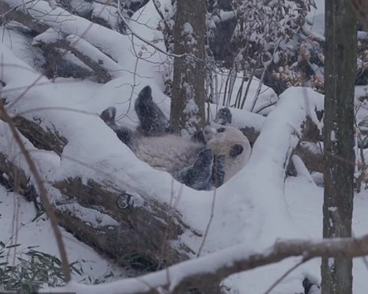 3隻大熊貓日前在新家內玩雪。Smithsonian's National Zoo