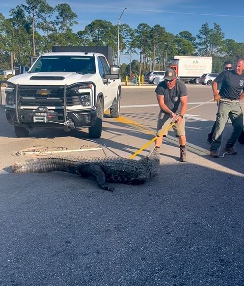 多人合力控制鱷魚。Facebook
