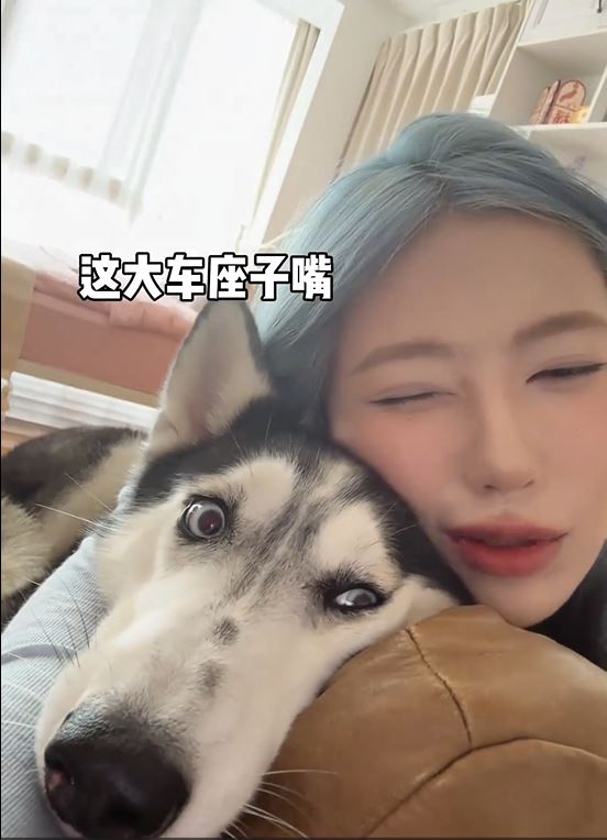 寵物酒店狗狗可以陪客人睡覺。