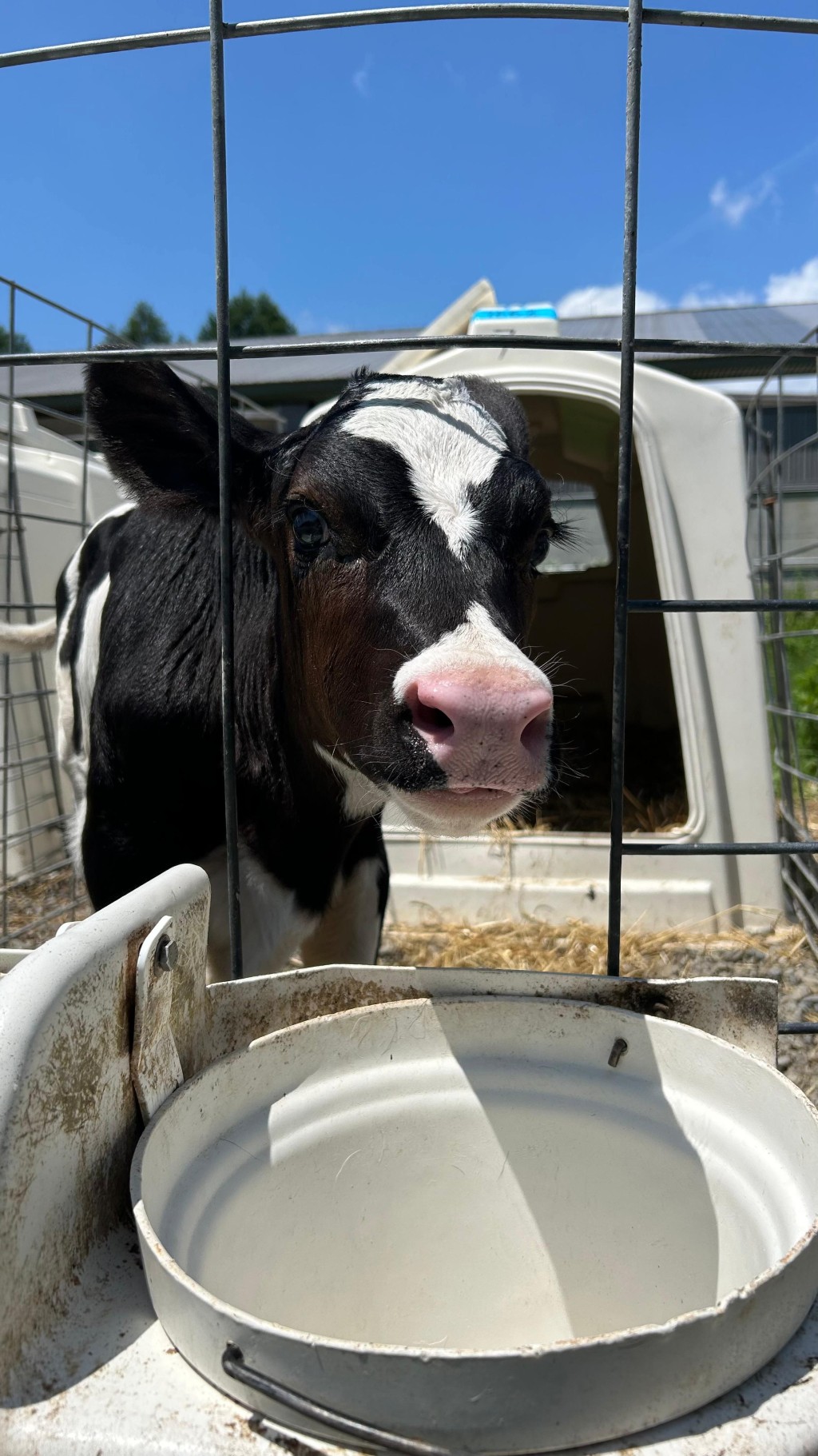 Joey表示,在英國實習過程中,她親自到養牛場中觀賞擠牛奶的過程,甚至可以親身嘗試擠牛奶及相關畜牧業工作,這是香港鮮有的經驗。(圖片來源:受訪者提供) Joey表示,在英國實習過程中,她親自到養牛場中觀賞擠牛奶的過程,甚至可以親身嘗試擠牛奶及相關畜牧業工作,這是香港鮮有的經驗。(圖片來源:受訪者提供)