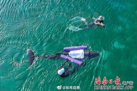 救援人员努力救助拦搁浅的鲸鱼。