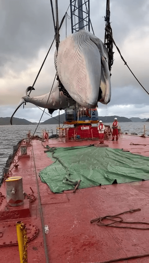 鲸尸被吊上趸船。