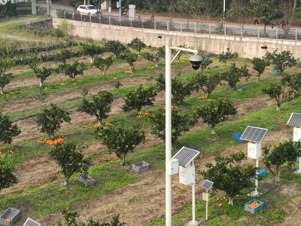 西南大學自種的柑橘「陽光二號」，網上開售首日即賣出三成。小紅書@繁花Li