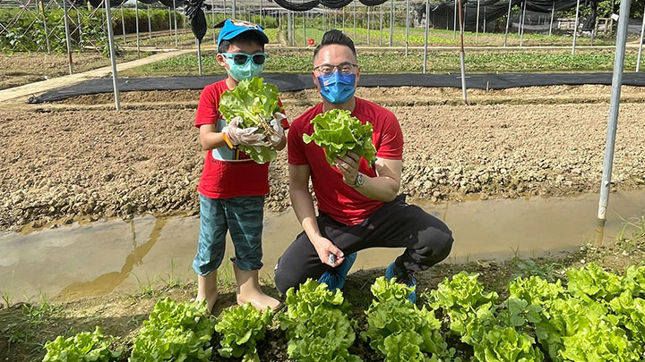 梁熙與義工收割生菜﹑油麥菜及青瓜等,收獲非常豐富。梁熙fb圖片
