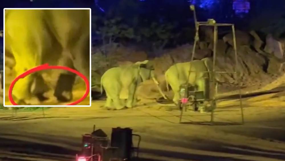 河南景區大象表演穿崩，驚現人腳。