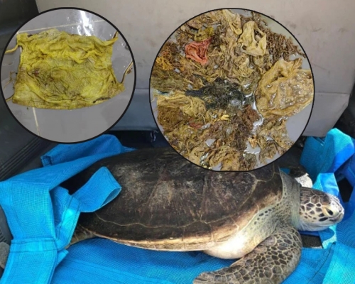 海南海龜死亡體內取出3公斤海洋垃圾，包括口罩。