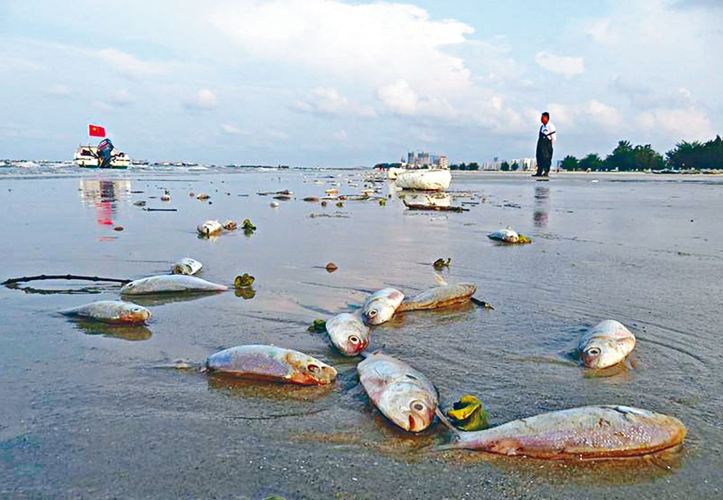 ■北海市银滩频现大量死鱼。