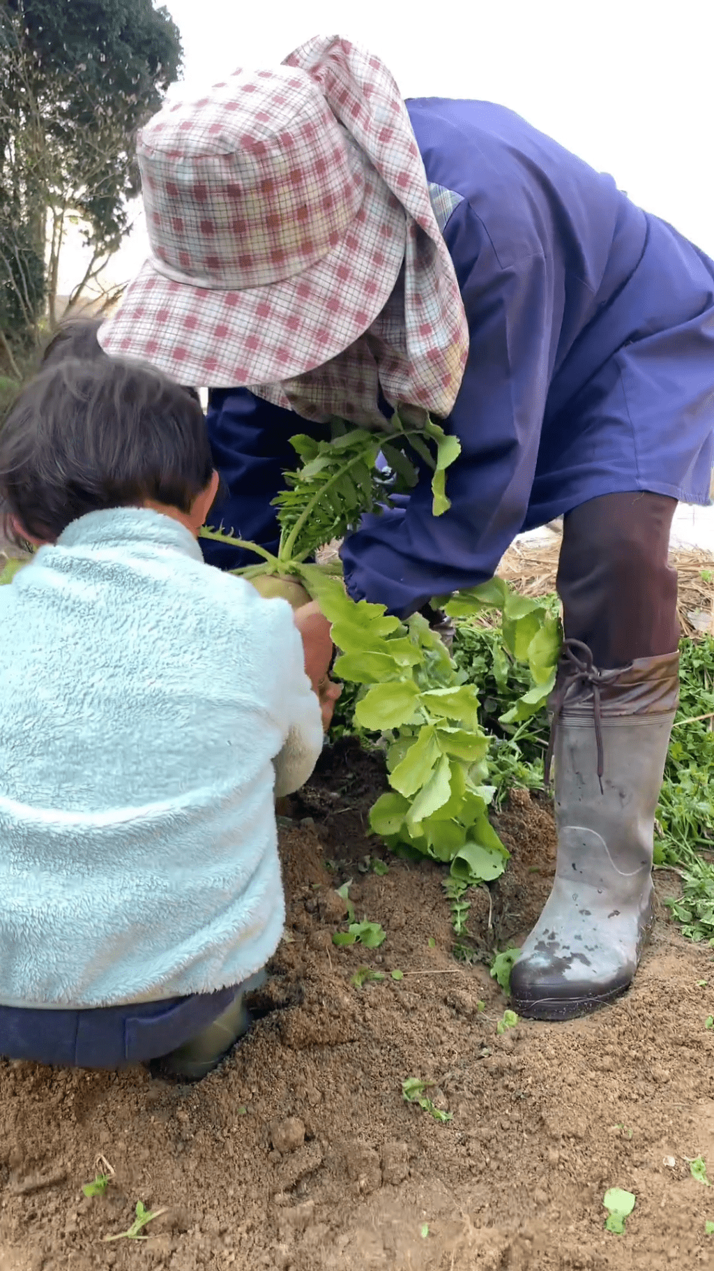 影片看到一名农夫与两名小孩，正在掘出「萝卜脚」。