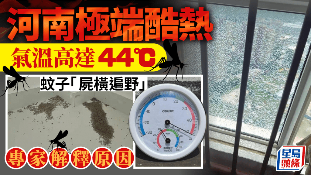 河南最高 44.4℃「蚊都熱死」。