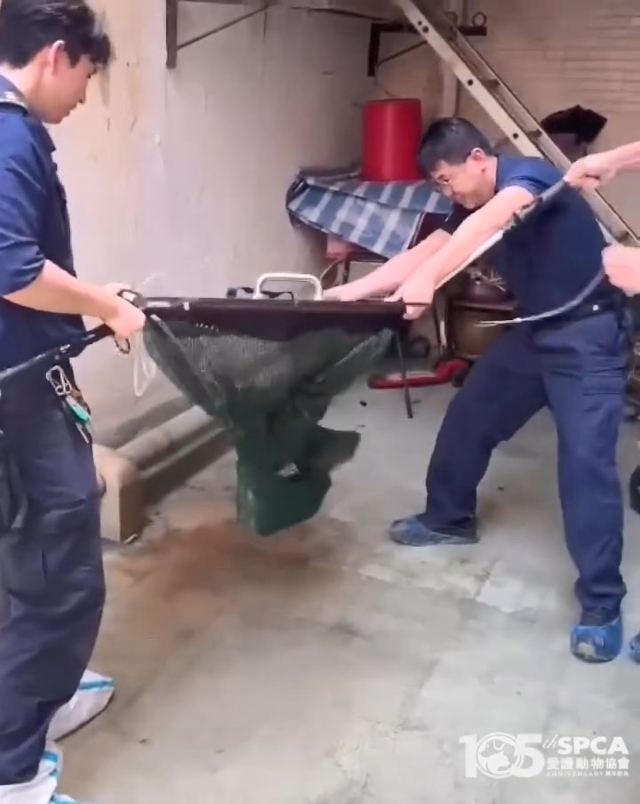 3名督察合力終將鱷魚放入網內。愛協提供片段截圖 3名督察合力終將鱷魚放入網內。愛協提供片段截圖