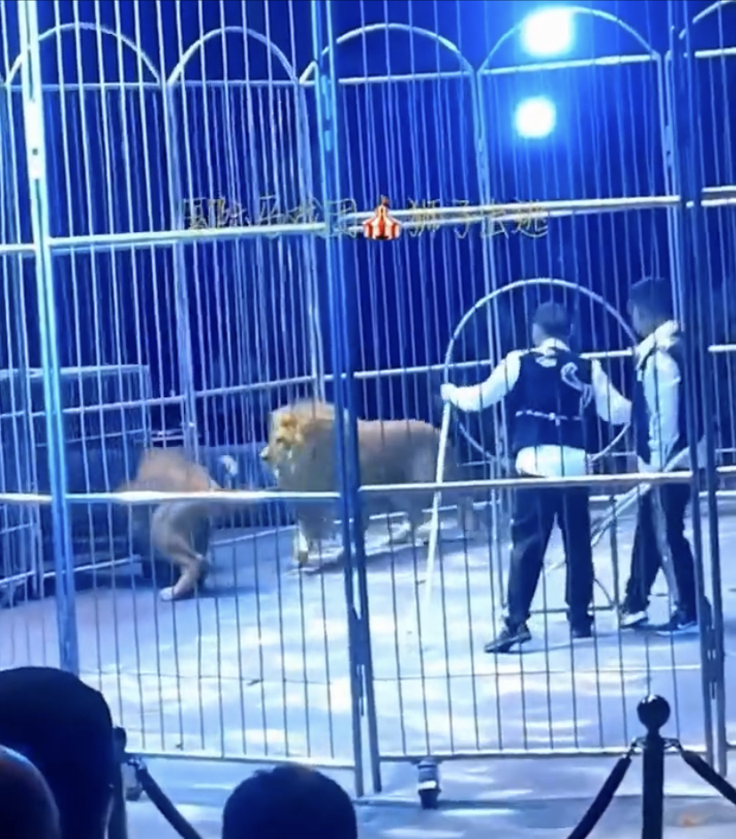 狮子表演期间突然走向没关好的笼门。